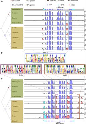 Insights Into the Regulation of the Expression Pattern of Calvin-Benson-Bassham Cycle Enzymes in C3 and C4 Grasses